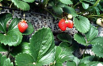 is_strawberry2.jpg